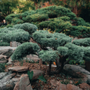 Landscaping services near me